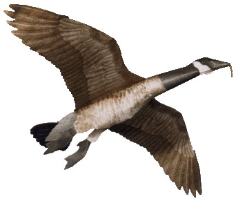 Canadian Goose Jackite